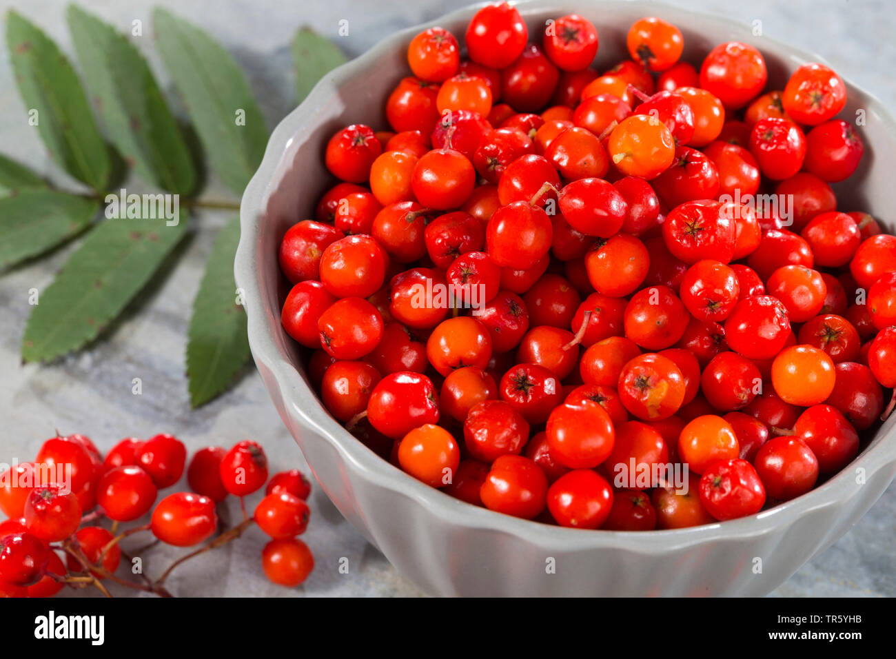 European mountain-ash, rowan tree (Sorbus aucuparia), collectetd fruits in a bowl, Germany Stock Photo