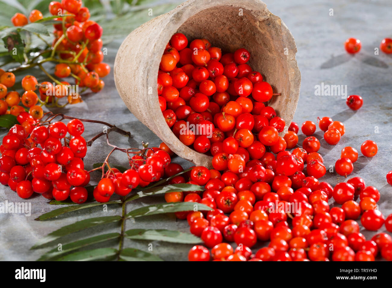 European mountain-ash, rowan tree (Sorbus aucuparia), collectetd fruits in a bowl, Germany Stock Photo