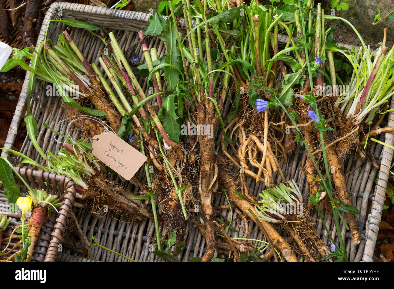 blue sailors, common chicory, wild succory (Cichorium intybus), collectetd roots of blue sailors, Germany Stock Photo