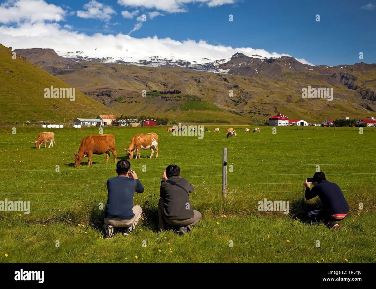 domestic cattle (Bos primigenius f. taurus), Asian tourist taking pictures of grazing cows in frpnt of the Eyjafjallajoekull, Iceland, South Iceland, Eyjafjoell Stock Photo