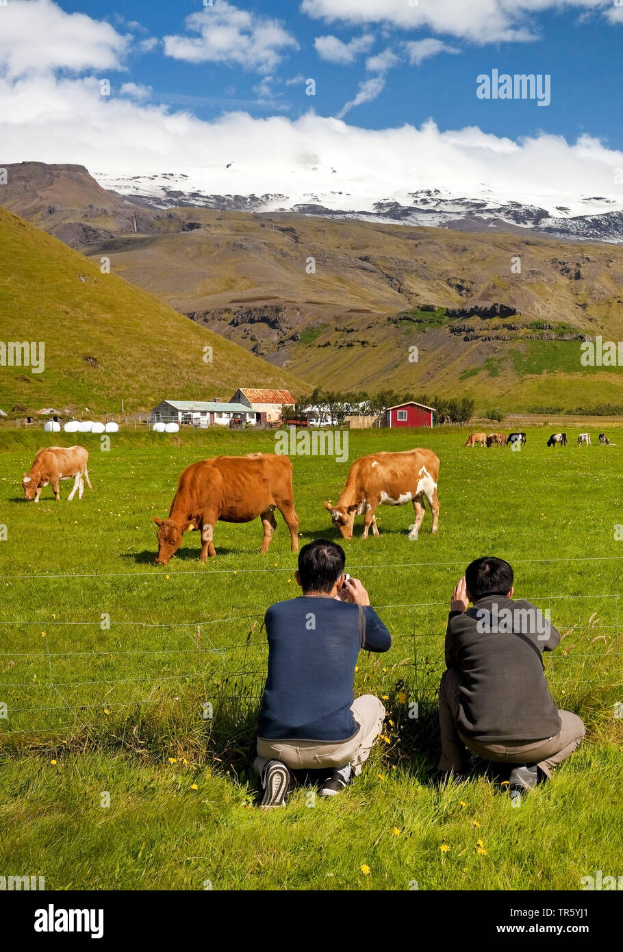 domestic cattle (Bos primigenius f. taurus), Asian tourist taking pictures of grazing cows in frpnt of the Eyjafjallajoekull, Iceland, South Iceland, Eyjafjoell Stock Photo
