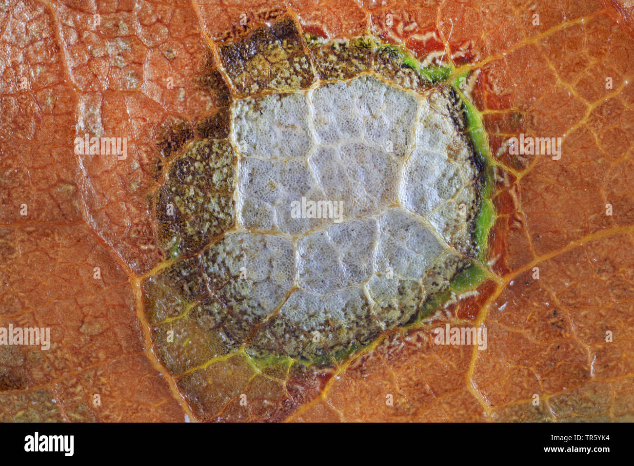 northern red oak (Quercus rubra), fungal decay in an oak leaf in autumn, Germany Stock Photo