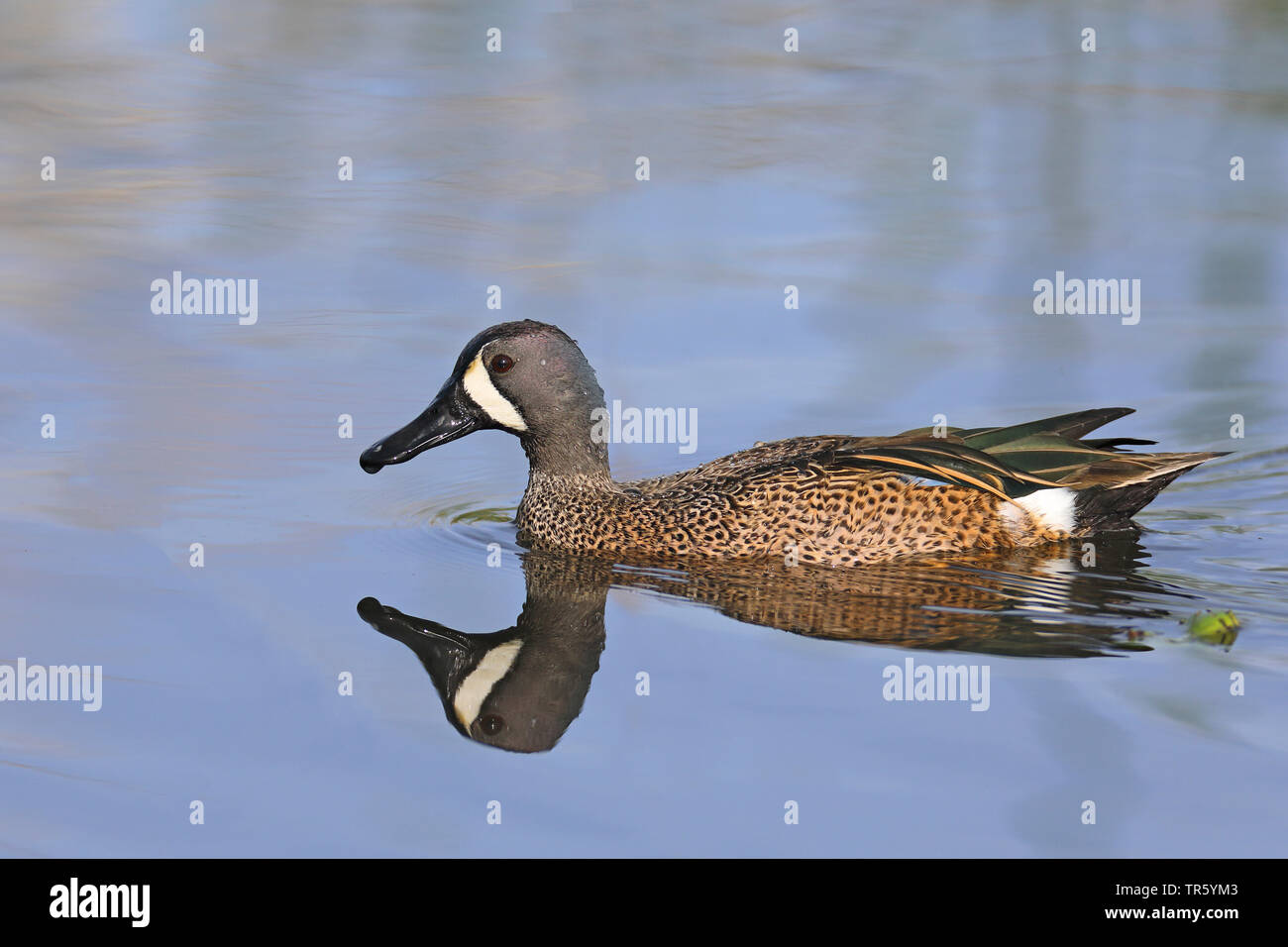 blue-winged teal (Anas discors, Spatula discors), swimming male, reflecting , USA, Florida, Gainesville, Sweetwater Wetlands Stock Photo