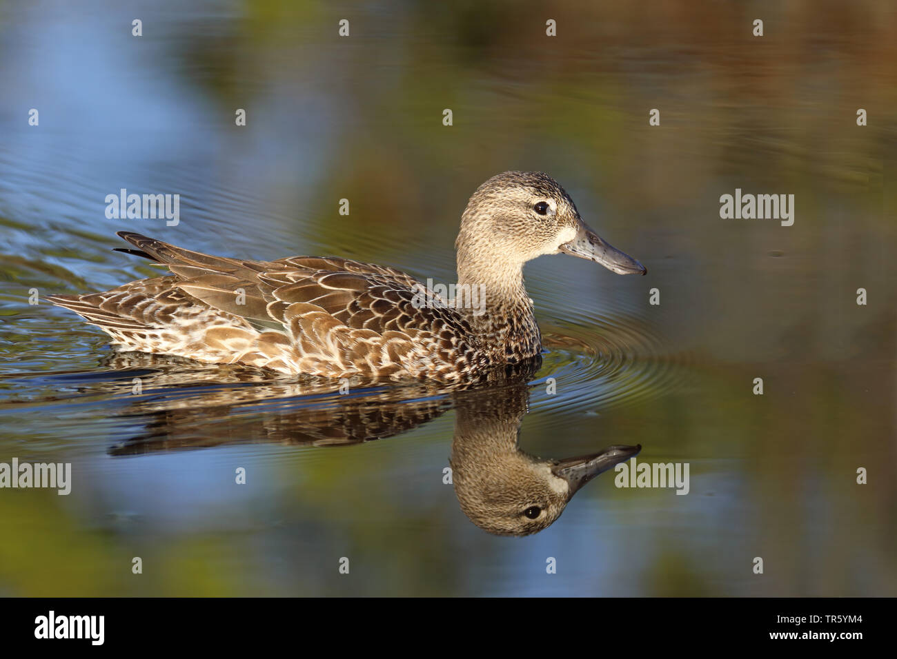 blue-winged teal (Anas discors, Spatula discors), swimming female, reflecting , USA, Florida, Gainesville, Sweetwater Wetlands Stock Photo