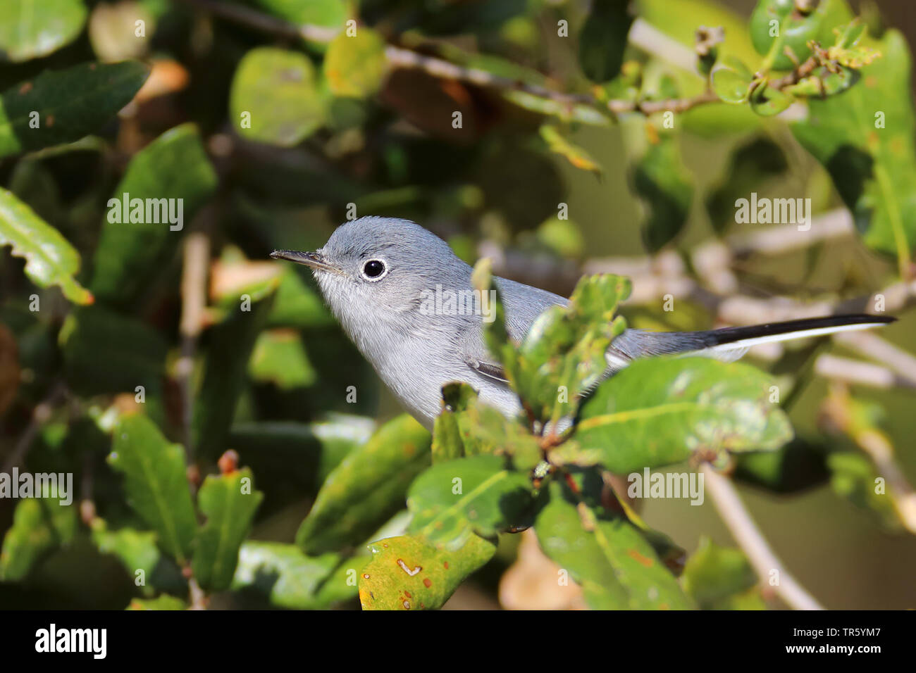 blue-grey gnatcatcher (Polioptila caerulea), sitting in a bush, USA, Florida, Kissimmee Stock Photo