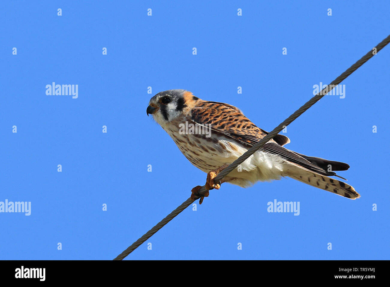 American kestrel (Falco sparverius), male sitting on a cable, USA, Florida, Kissimmee Stock Photo