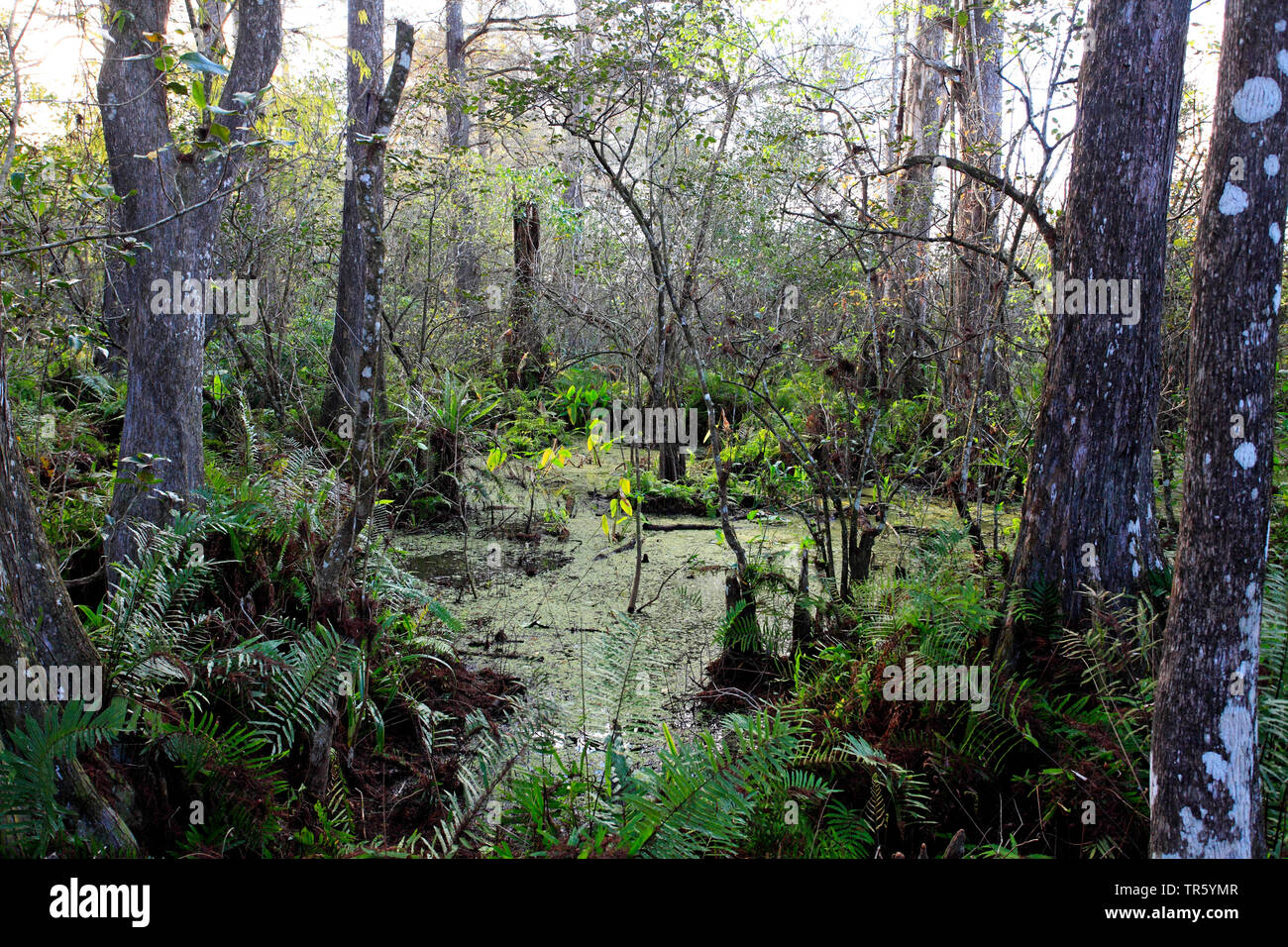 baldcypress, bald-cypress, southern cypress, tidewater cypress, red cypress, swamp cypress (Taxodium distichum), forest in the Corkscrew Swamp Sanctuary, USA, Florida Stock Photo