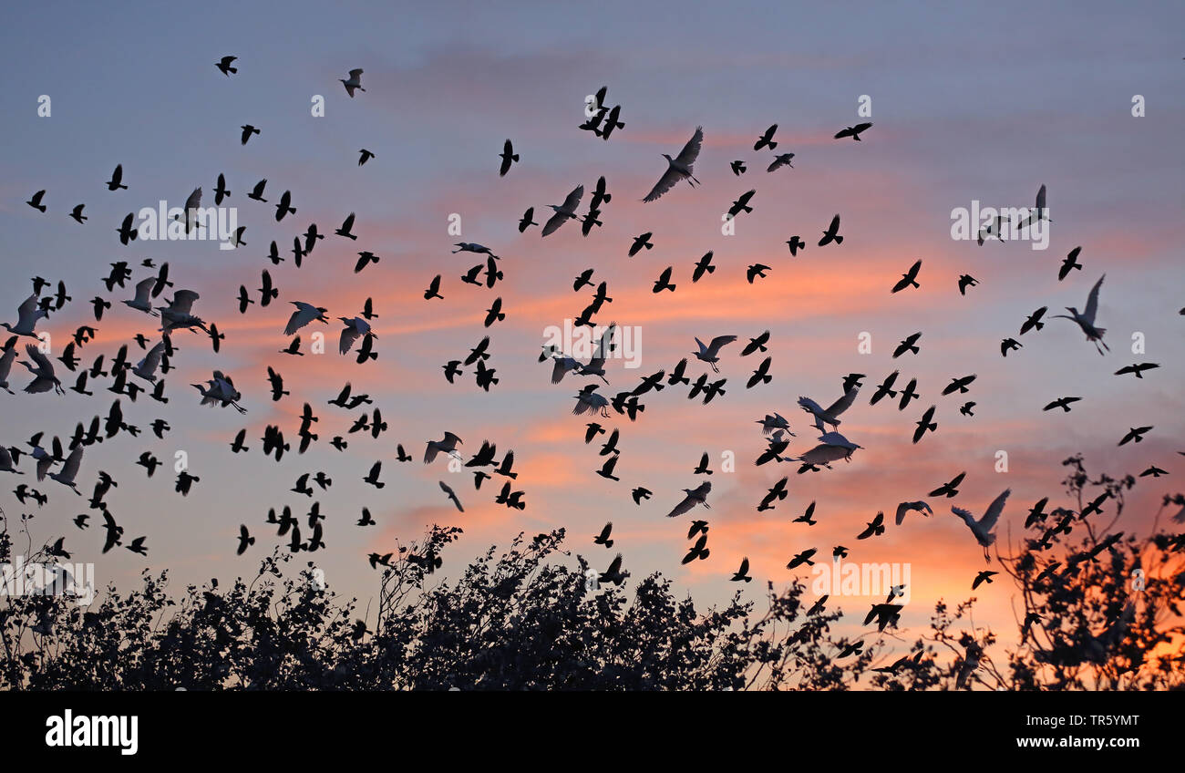 jackdaw (Corvus monedula), flying group of jackdaws and cattle egrets