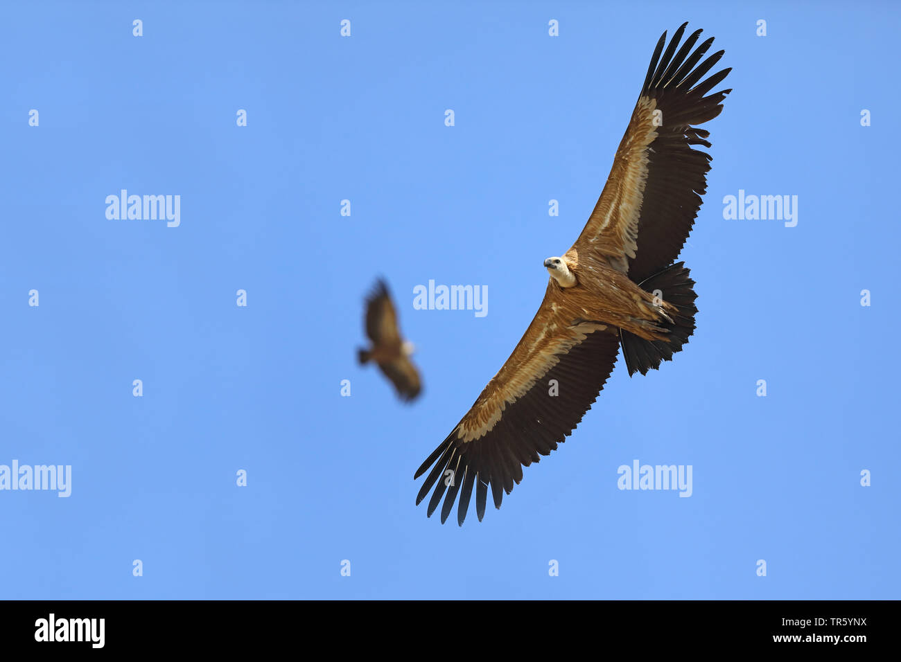 griffon vulture (Gyps fulvus), circling, Spain, Sierra de Guara Stock Photo