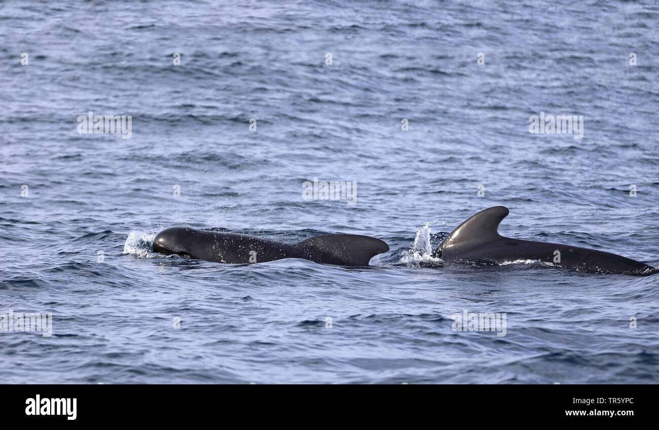 long-finned pilot whale, pothead whale, caaing whale, longfin pilot whale, Atlantic pilot whale, blackfish (Globicephala melas, Globicephala melaena), two swimming longfin pilot whales, Spain, Tarifa, Strasse von Gibraltar Stock Photo