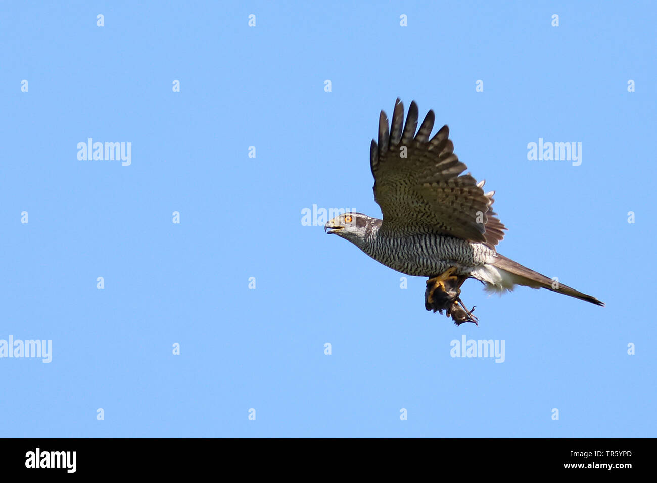 northern goshawk (Accipiter gentilis), flying with a starling in the talons, side view, Netherlands, Texel Stock Photo