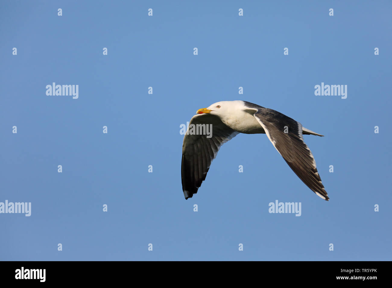 lesser black-backed gull (Larus fuscus), flying, Netherlands, Texel Stock Photo