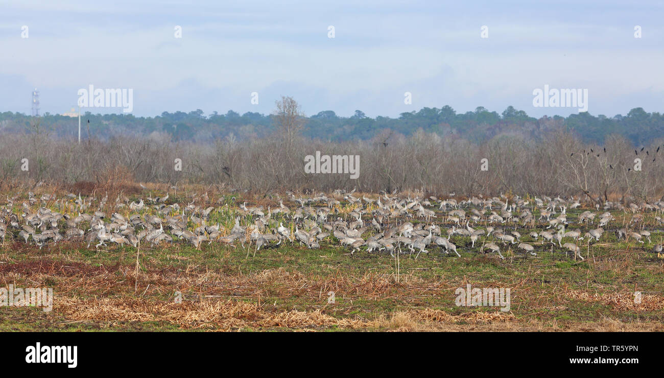 sandhill crane (Grus canadensis, Antigone canadensis), troop at the resting area, USA, Florida, Paynes Prairie, Gainesville Stock Photo