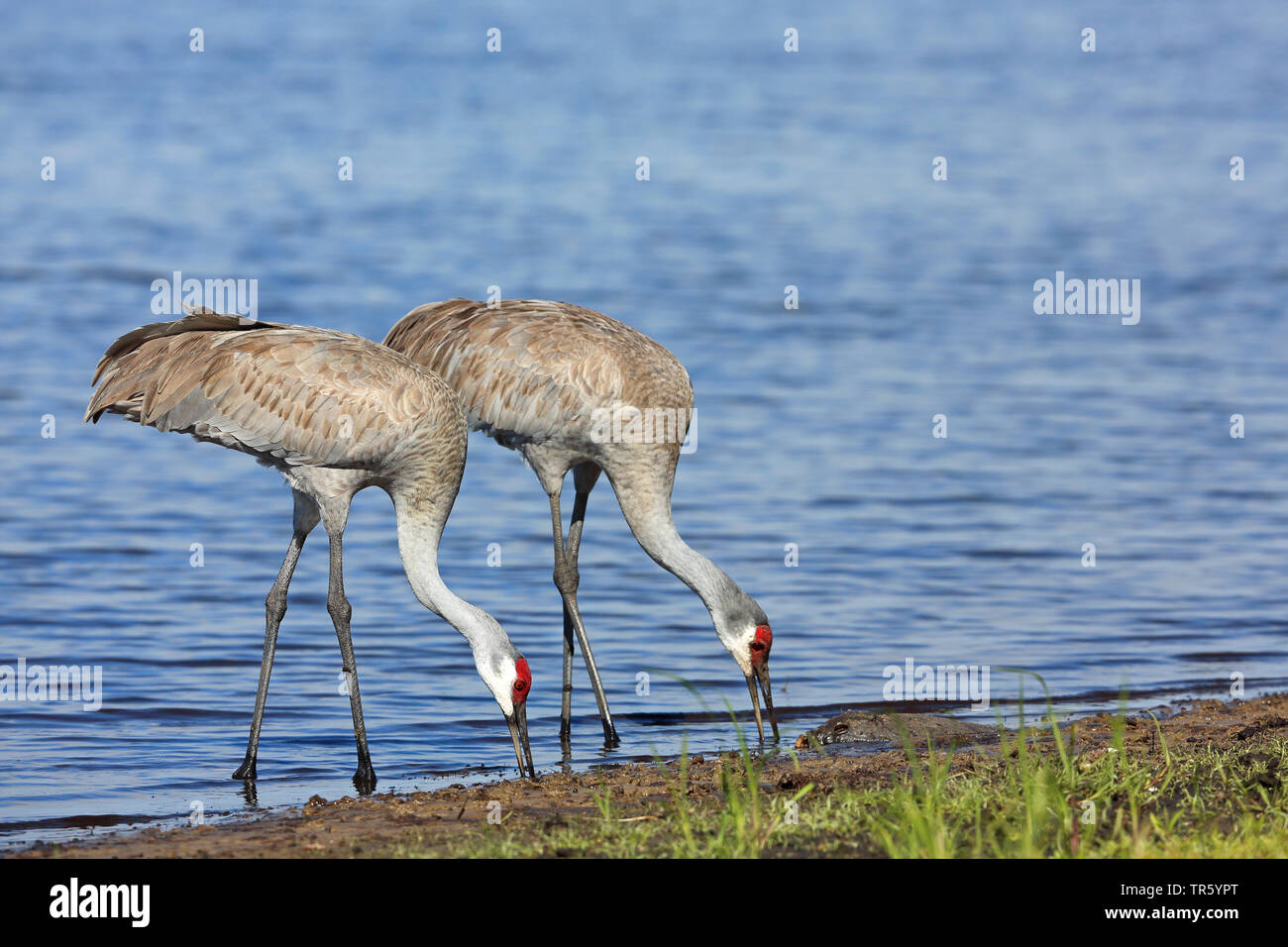 sandhill crane (Grus canadensis, Antigone canadensis), pair eating dead fish on the lakeshore, USA, Florida, Myakka National Park Stock Photo