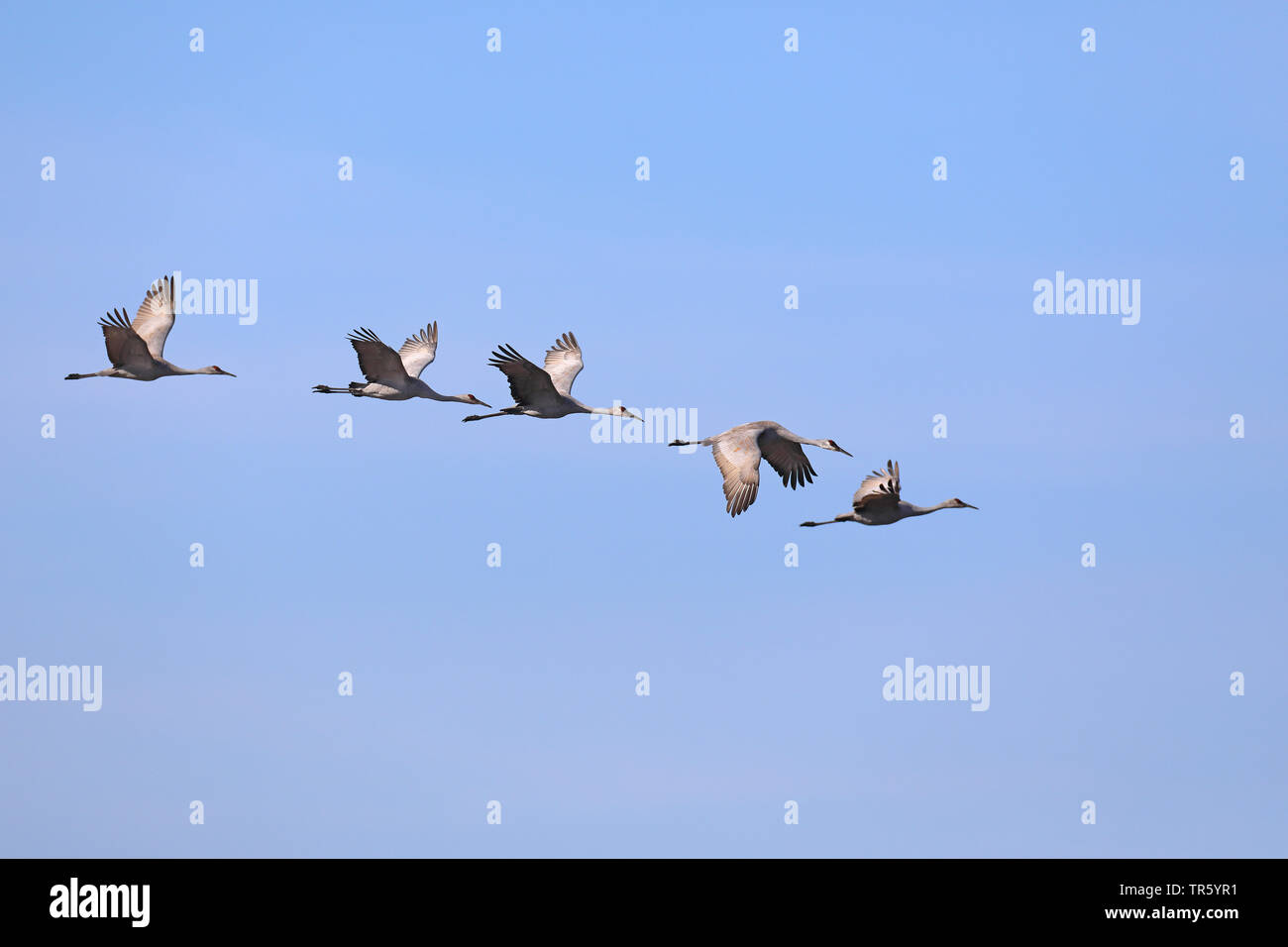sandhill crane (Grus canadensis, Antigone canadensis), flying group, USA, Florida, Paynes Prairie Preserve Stock Photo