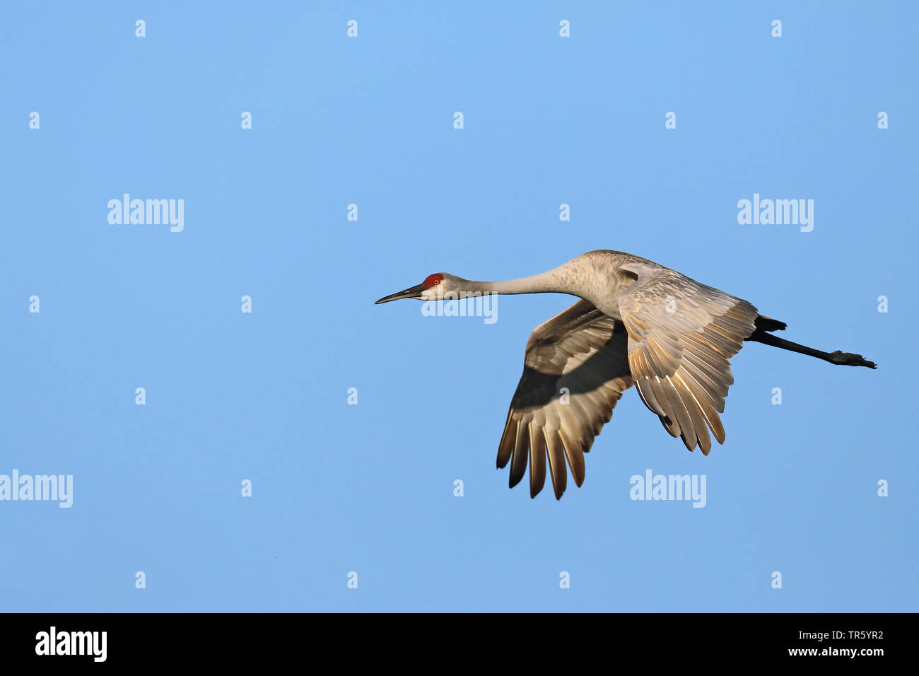 sandhill crane (Grus canadensis, Antigone canadensis), flying, USA, Florida, Gainesville, Paynes Prairie Preserve Stock Photo