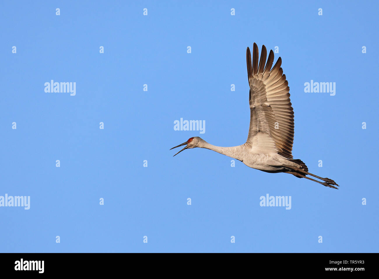 sandhill crane (Grus canadensis, Antigone canadensis), flying, calling, USA, Florida, Gainesville, Paynes Prairie Preserve Stock Photo