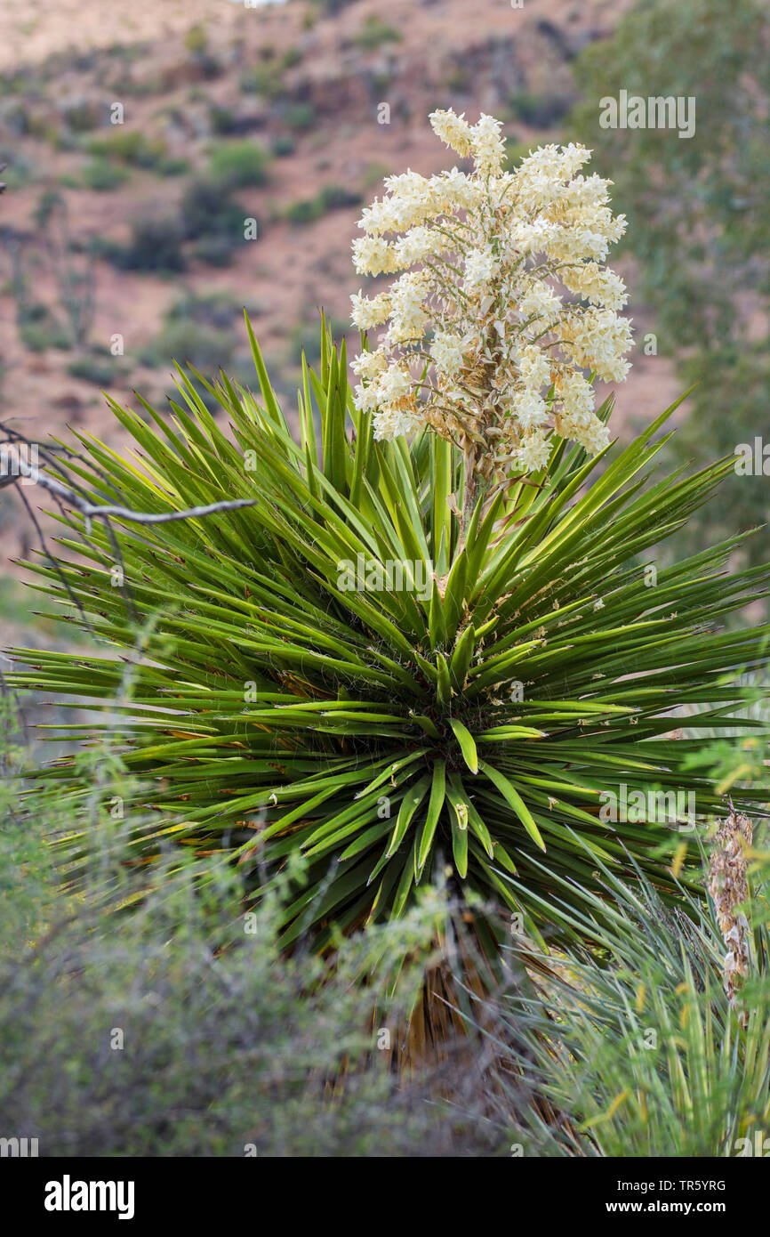Faxon Yucca, Spanish-Bayonet, Spanish-Dagger, Palma de San Pedro (Yucca faxoniana), blooming, USA, Arizona Stock Photo