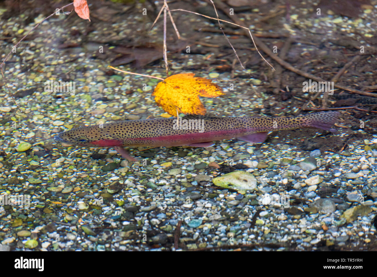 rainbow trout (Oncorhynchus mykiss, Salmo gairdneri), in a river, Germany, Bavaria, Isental Stock Photo