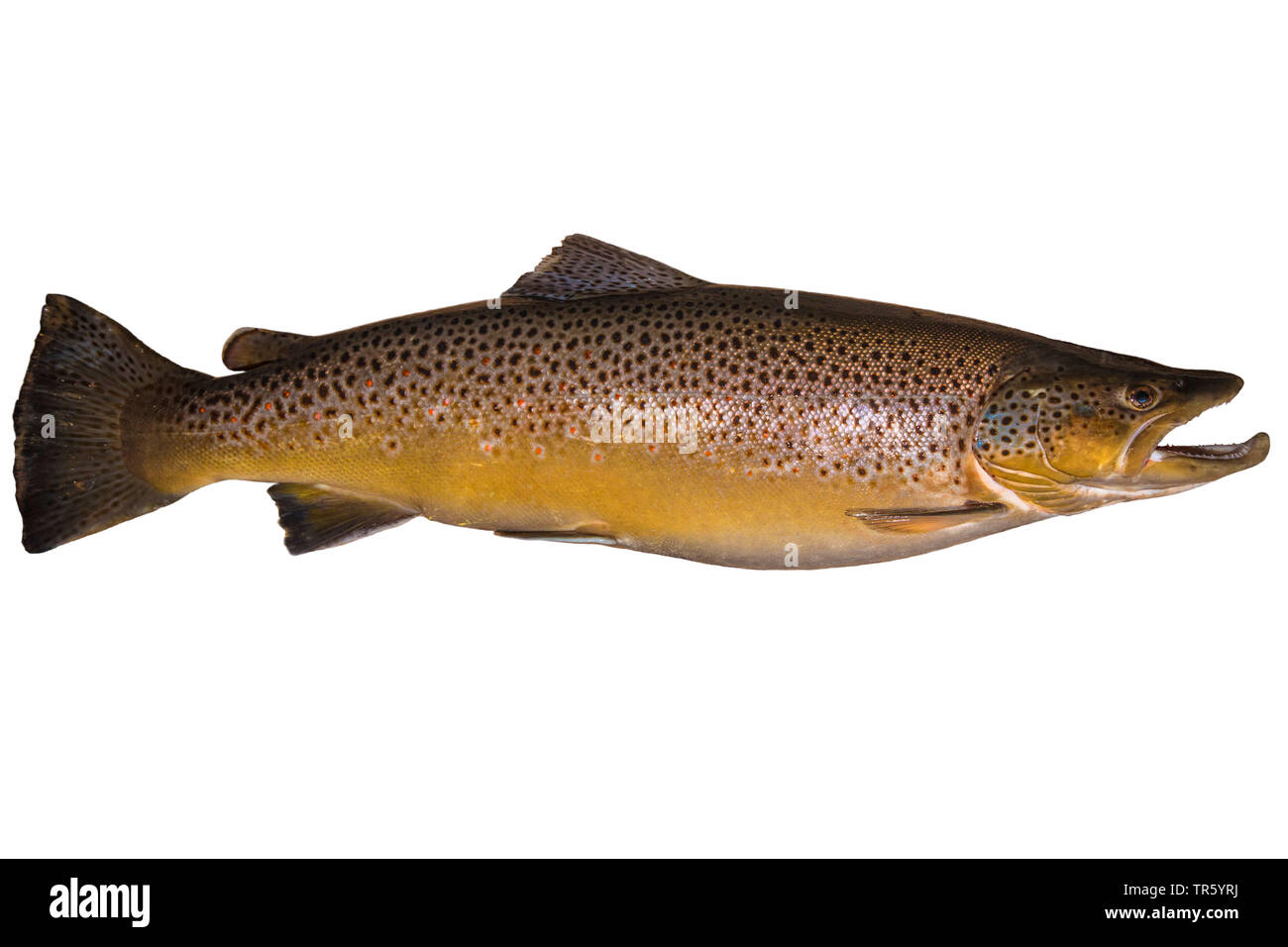 brown trout, river trout, brook trout (Salmo trutta fario), milkner, cutout Stock Photo