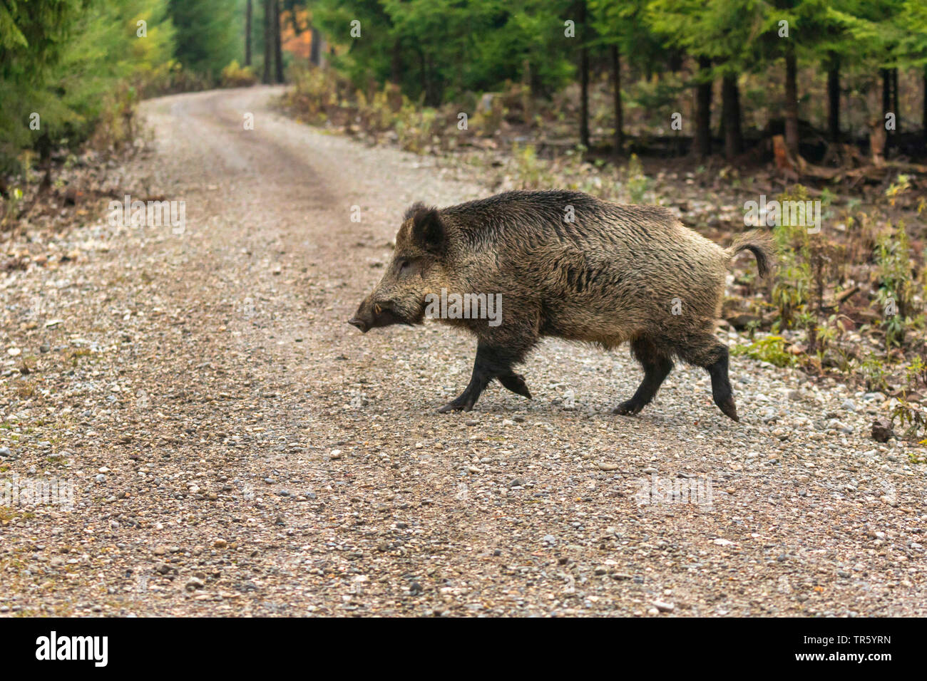 wild boar, pig, wild boar (Sus scrofa), boar crossing forest road, Germany, Bavaria Stock Photo