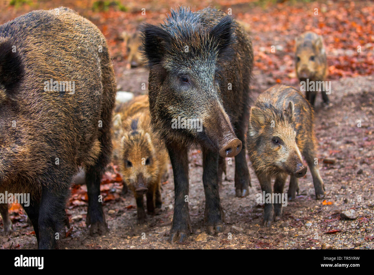 wild boar, pig, wild boar (Sus scrofa), wild sow with piglets, Germany, Bavaria Stock Photo
