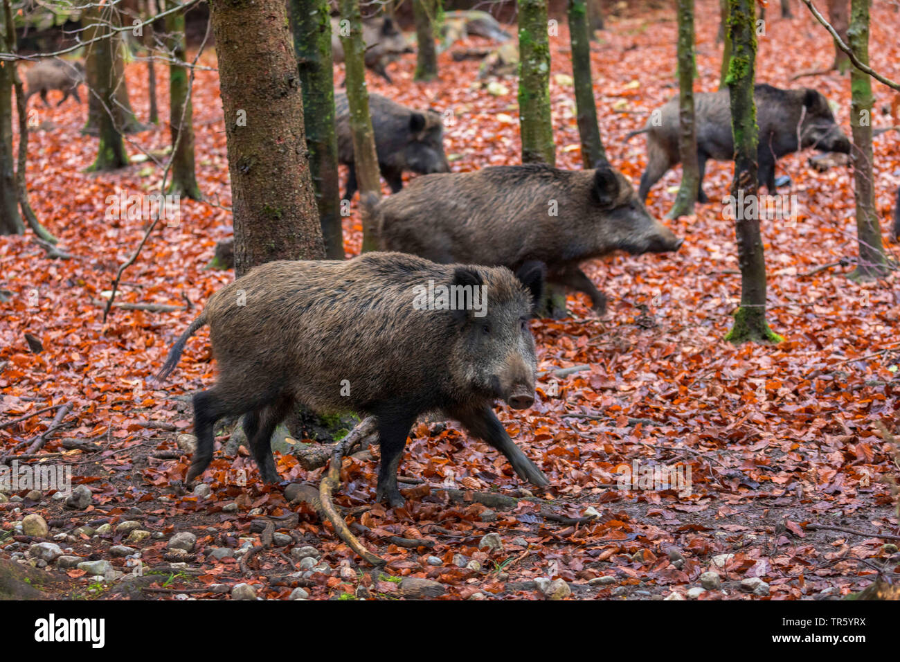 wild boar, pig, wild boar (Sus scrofa), herd of wild boar runnig through the forest, Germany, Bavaria Stock Photo