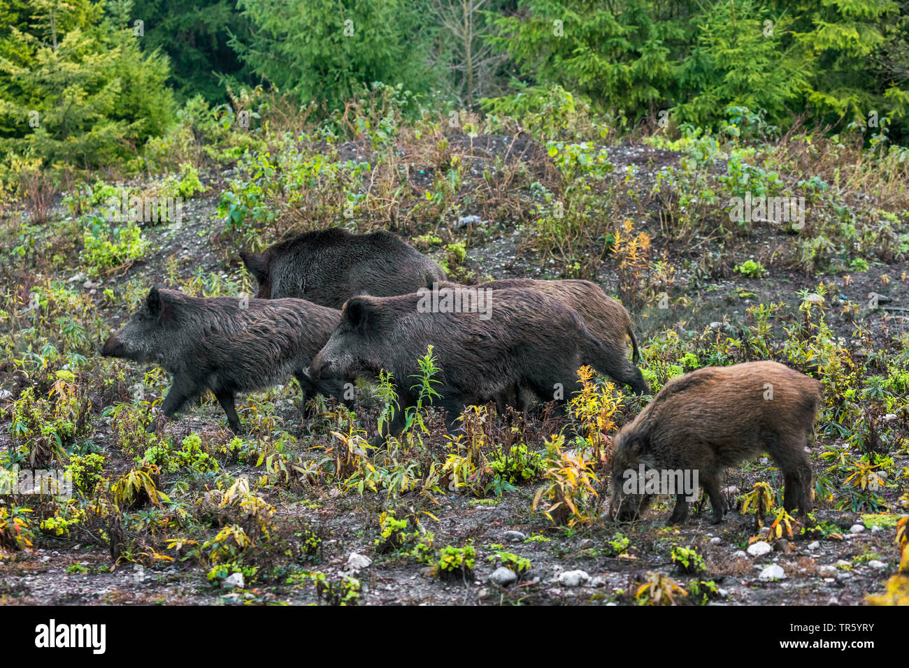 wild boar, pig, wild boar (Sus scrofa), herd of wild boar runnig through a clearing, Germany, Bavaria Stock Photo