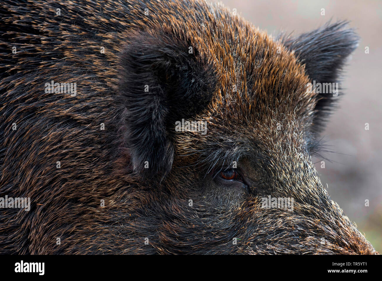 wild boar, pig, wild boar (Sus scrofa), tusker, detail of the head, Germany, Bavaria Stock Photo