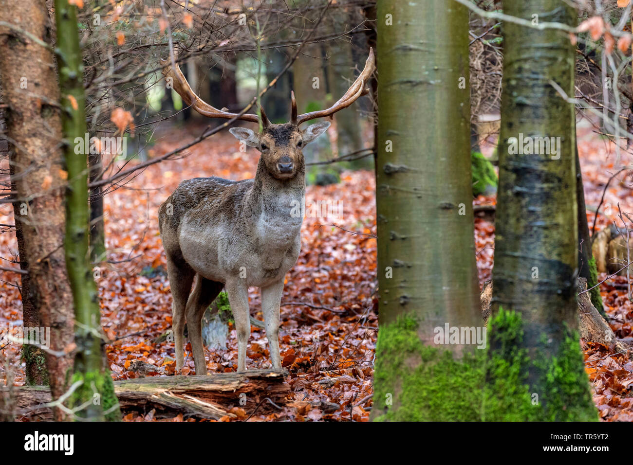 fallow deer (Dama dama, Cervus dama), in a forest, Germany, Bavaria Stock Photo