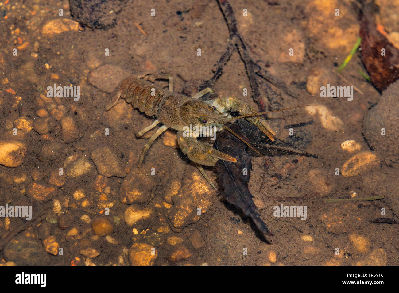 Stone crayfish, Torrent crayfish (Astacus torrentium, Austropotamobius torrentium, Potamobius torrentium, Astacus saxatilis), male, feeding ob falling leaves, Germany, Bavaria Stock Photo