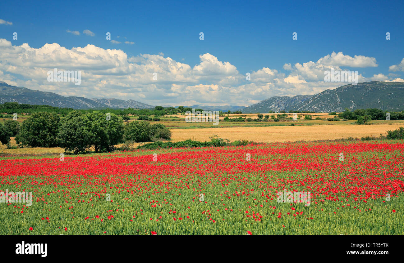 Common poppy, Corn poppy, Red poppy (Papaver rhoeas), poppy field near Huesca Aragon, Spain Stock Photo