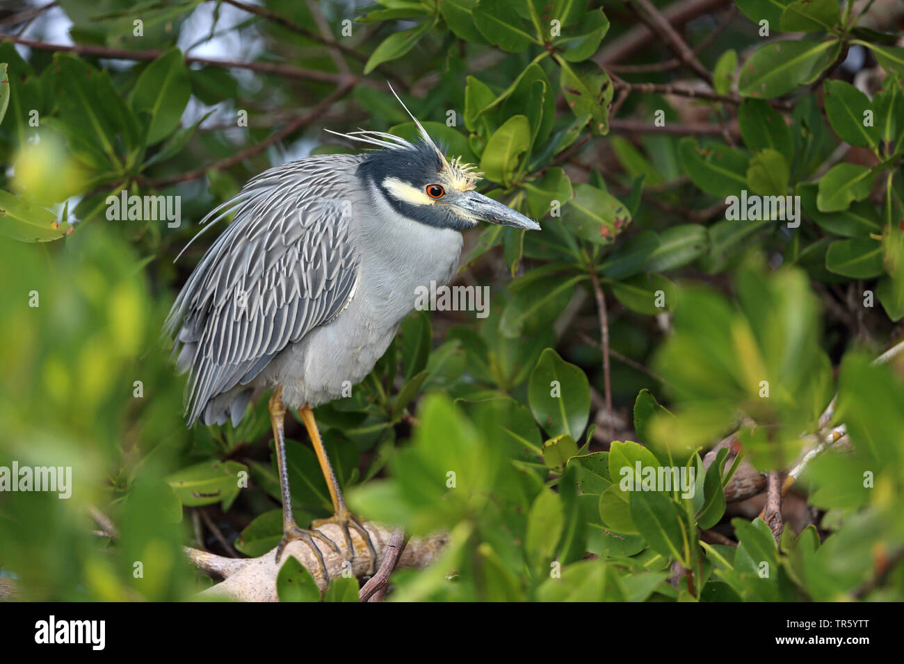 Yellow-crowned night heron, Crowned Night Heron (Nycticorax violaceus, Nyctanassa violacea), standing in the mangrove forest on a branch, Seitenansicht, USA, Florida, Sanibel Island Stock Photo