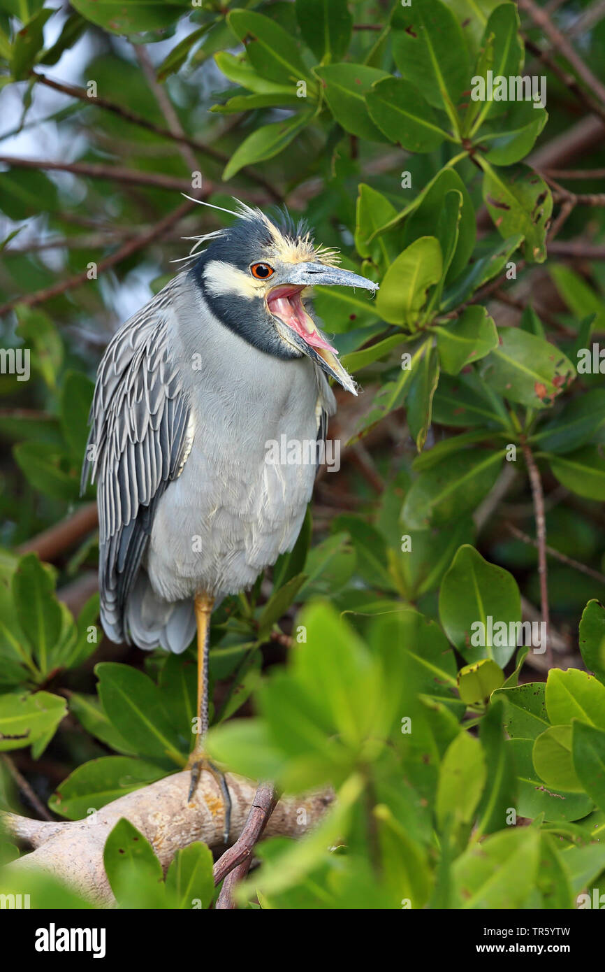 Yellow-crowned night heron, Crowned Night Heron (Nycticorax violaceus, Nyctanassa violacea), standing in the mangrove forest on a branch and puking, Seitenansicht, USA, Florida, Sanibel Island Stock Photo