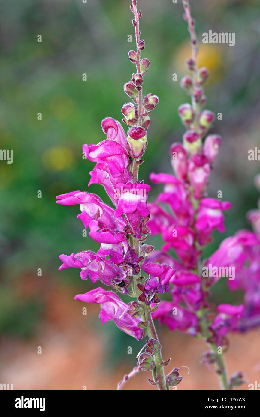 garden snapdragon (Antirrhinum majus), blooming, Spain, Tella Aragon Stock Photo