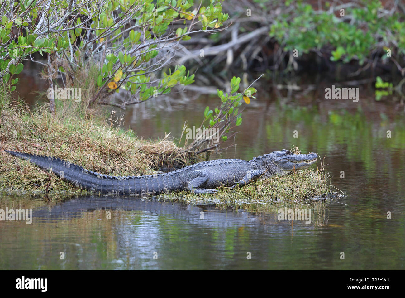 American alligator (Alligator mississippiensis), lying by the waterside in a mangrove, USA, Florida, Merritt Island National Wildlife Refuge Stock Photo