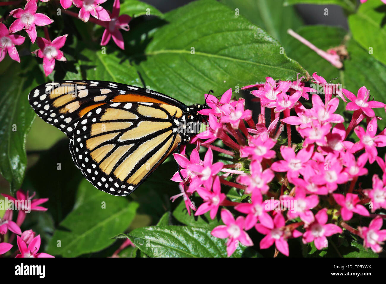 monarch butterfly, milkweed (Danaus plexippus), sucking nektar at flowers, USA, Florida, Sanibel Island Stock Photo