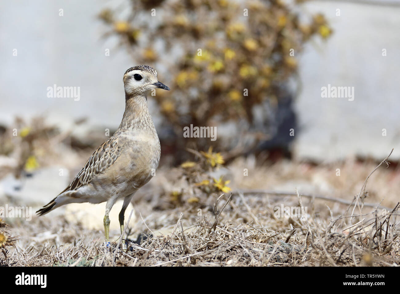 dotterel, Speedy dotterel (Charadrius morinellus, Eudromias morinellus), in winter plumage on the ground, Spain, Tarifa Stock Photo