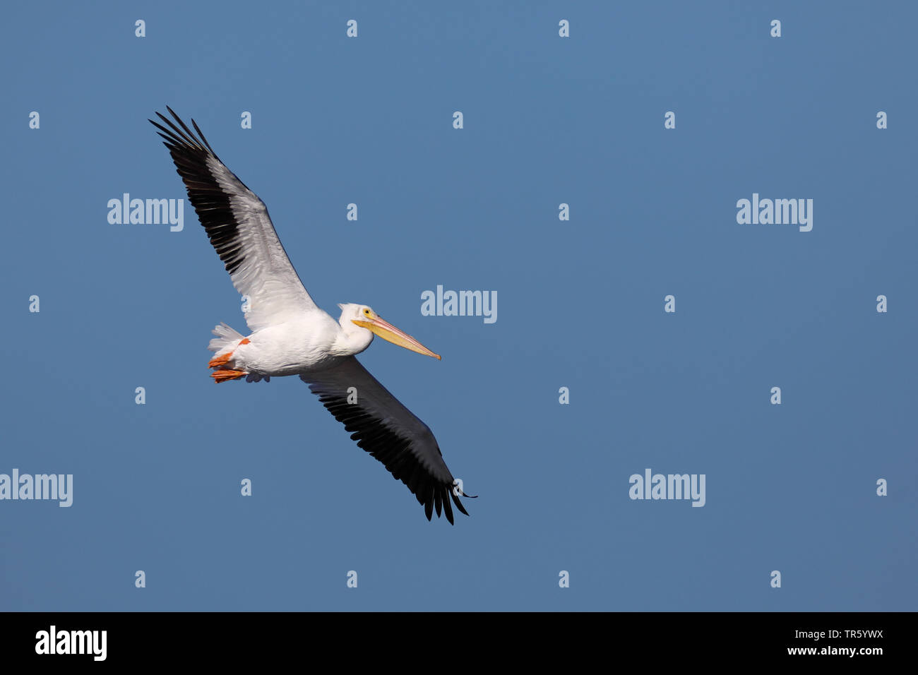 American white pelican (Pelecanus erythrorhynchos), flying, USA, Florida, Sanibel Island Stock Photo