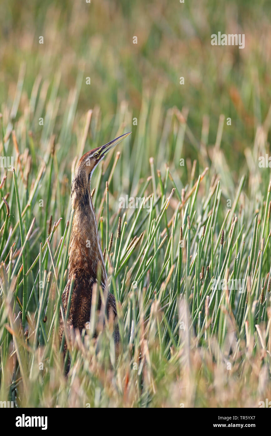 Reed bed birds hires stock photography and images Alamy