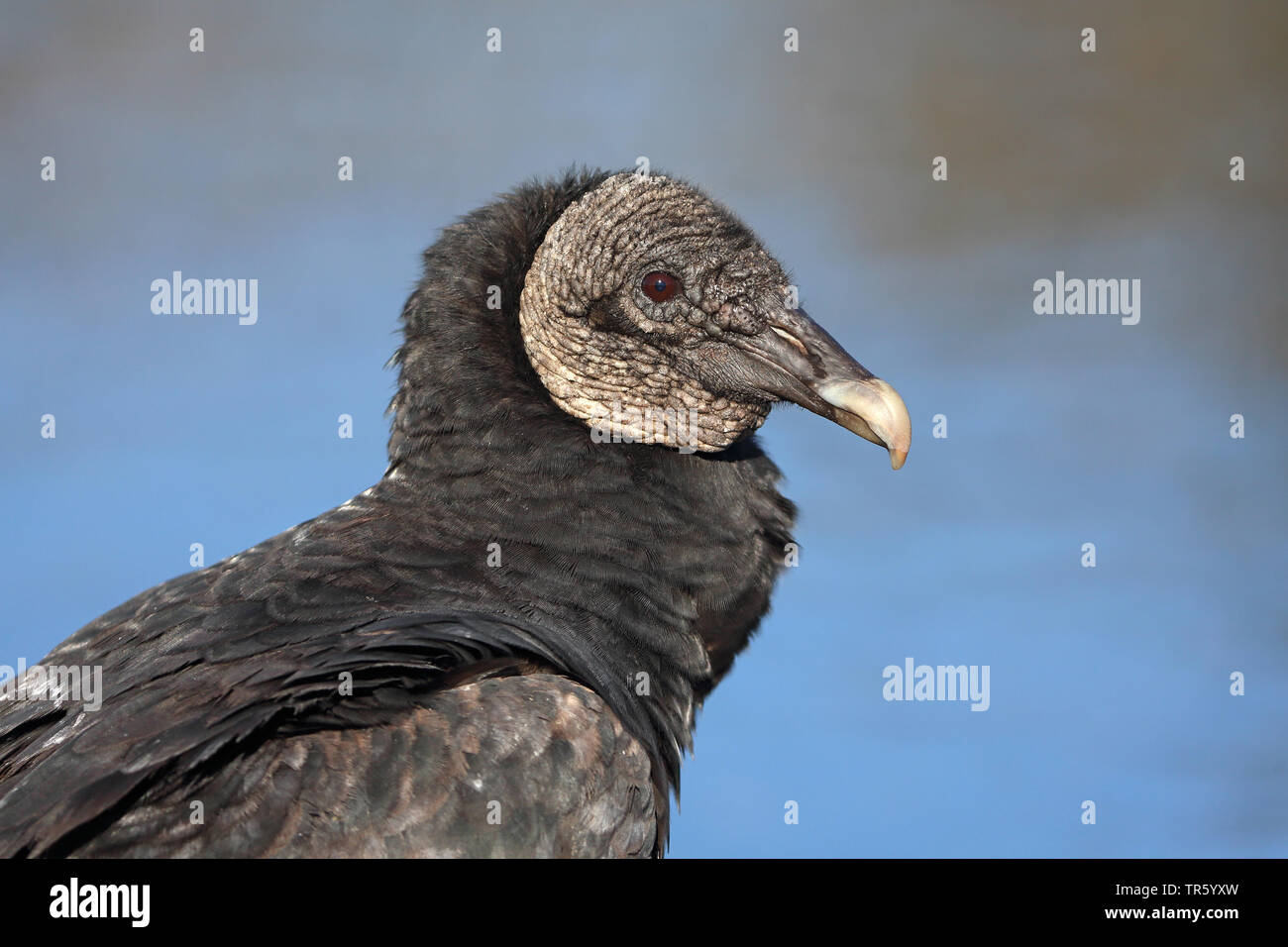 American black vulture (Coragyps atratus), portrait, USA, Florida, Myakka National Park Stock Photo