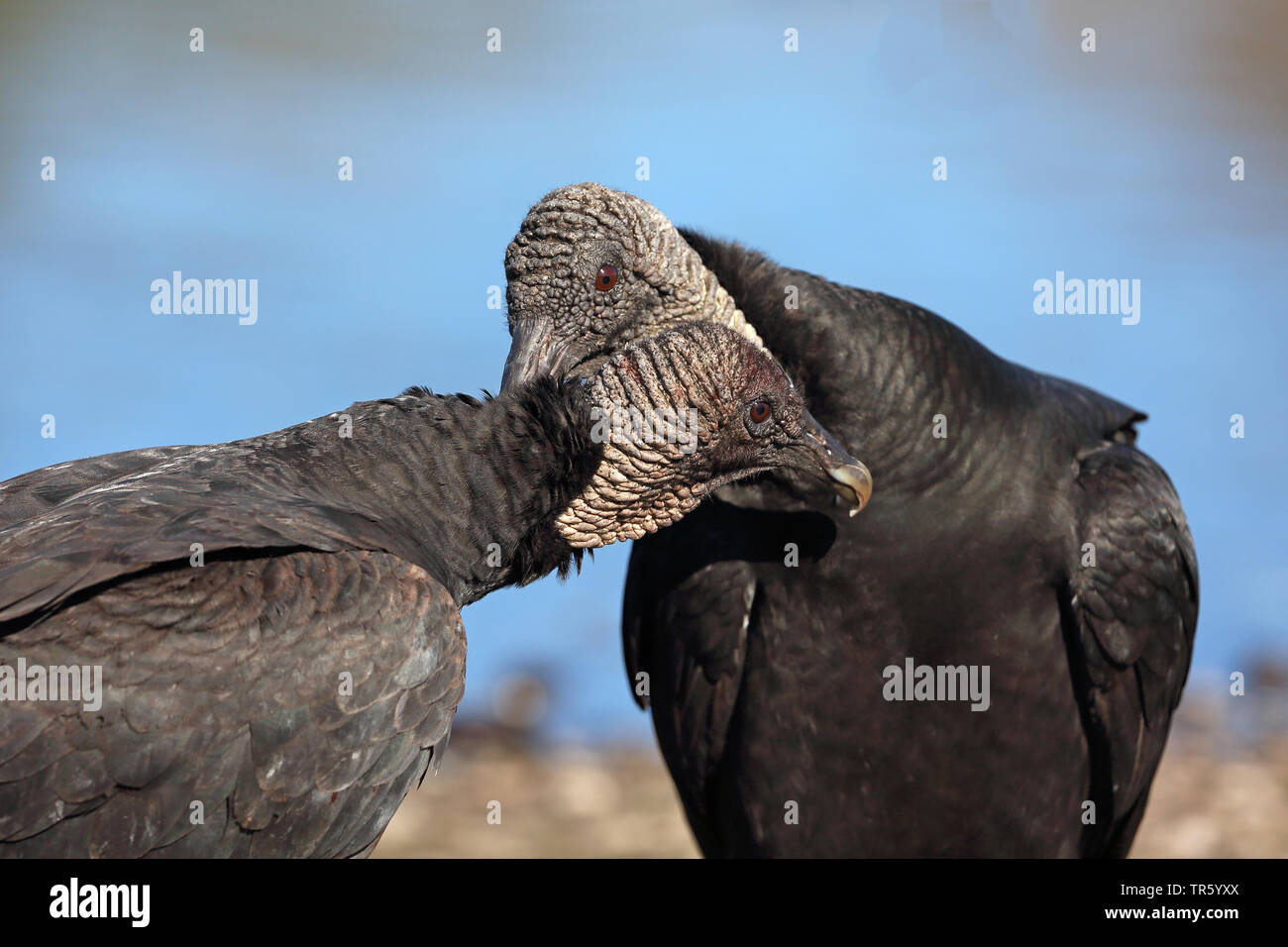 American black vulture (Coragyps atratus), two vulures cleaning each other's plumage, USA, Florida, Myakka National Park Stock Photo