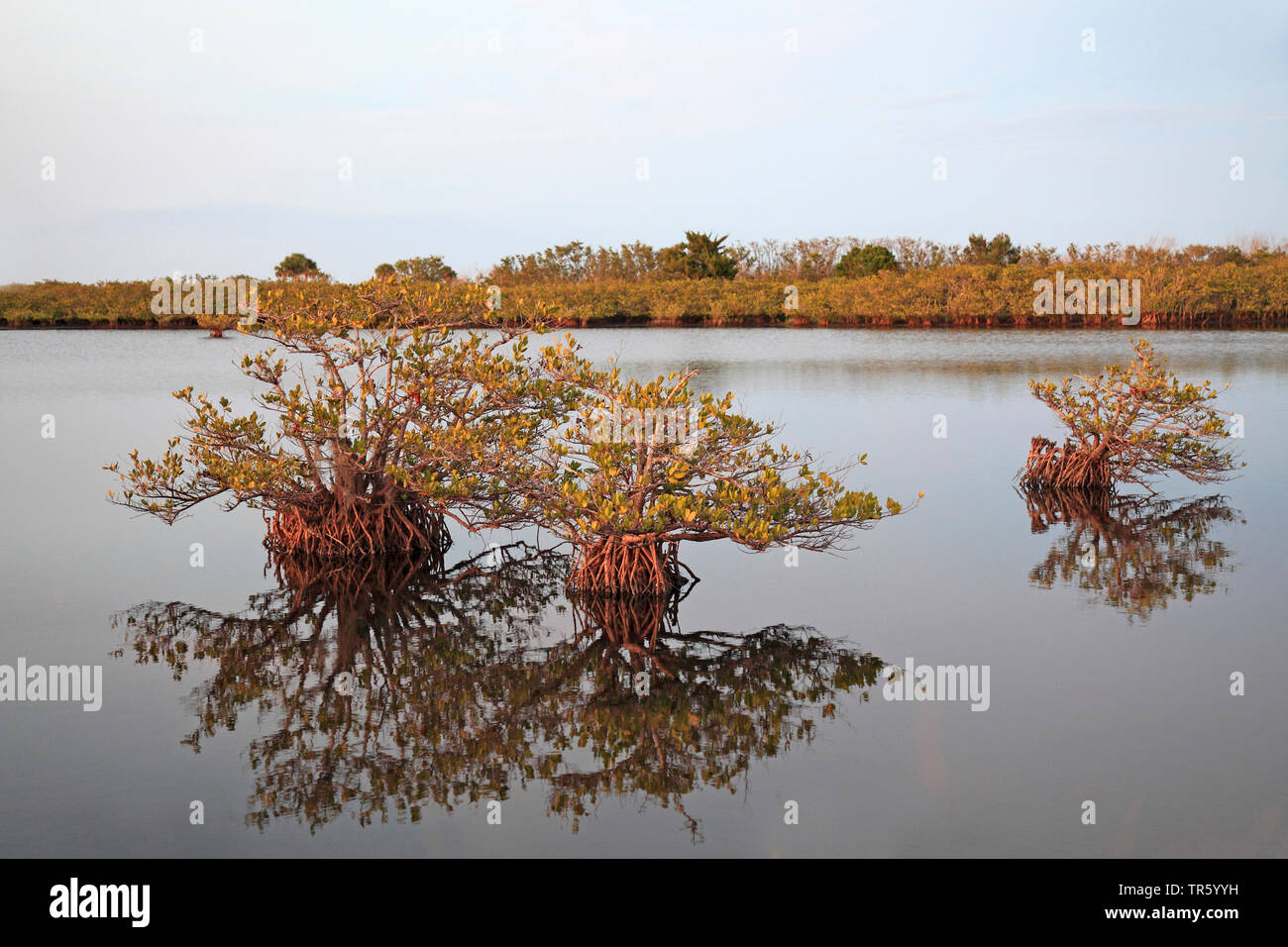 red mangrove (Rhizophora mangle), three trees in the sea, USA, Florida, Merritt Island National Wildlife Refuge Stock Photo