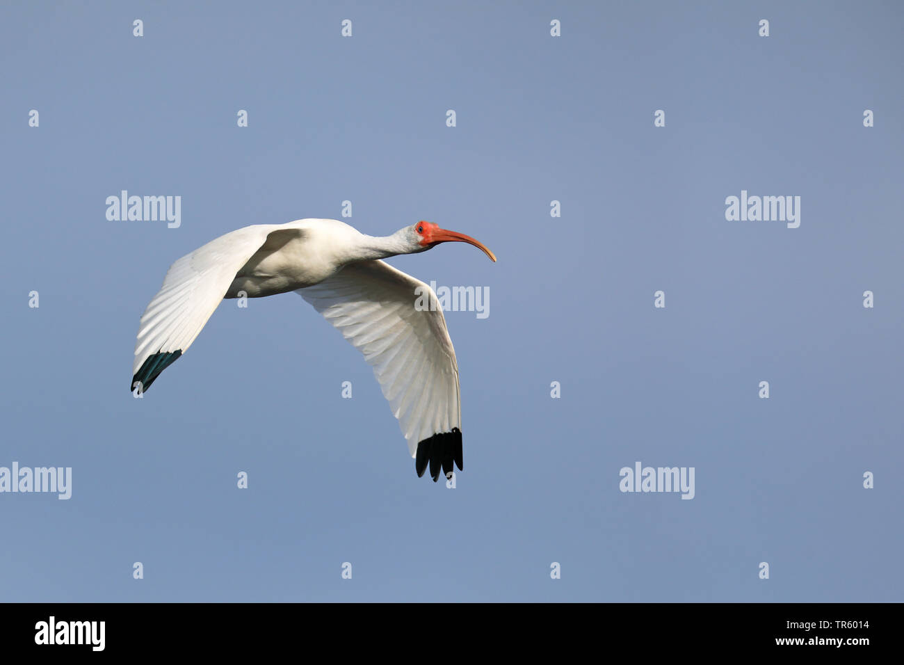 white ibis (Eudocimus albus), flying, USA, Florida, Sanibel Island Stock Photo