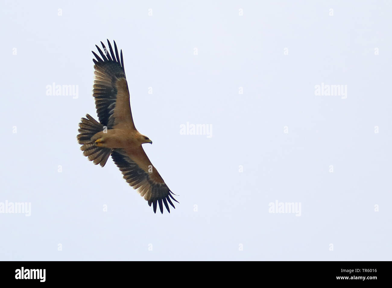 lesser spotted eagle (Aquila pomarina), flying adult, Spain, Andalusia, La Janda Stock Photo