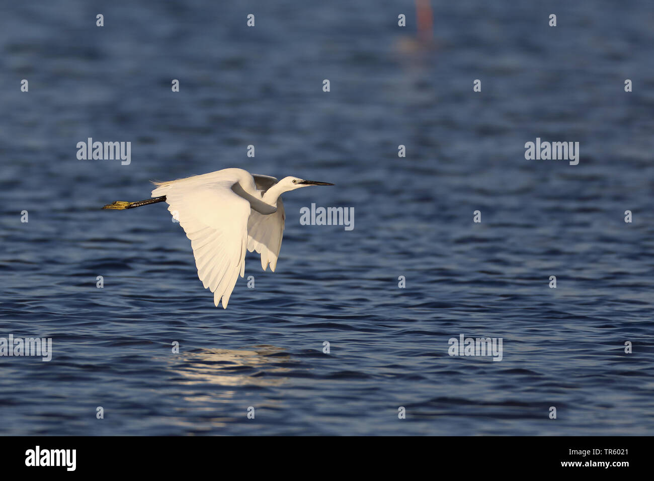 little egret (Egretta garzetta), flying over water, Spain, Andalusia, Sanlucar Stock Photo