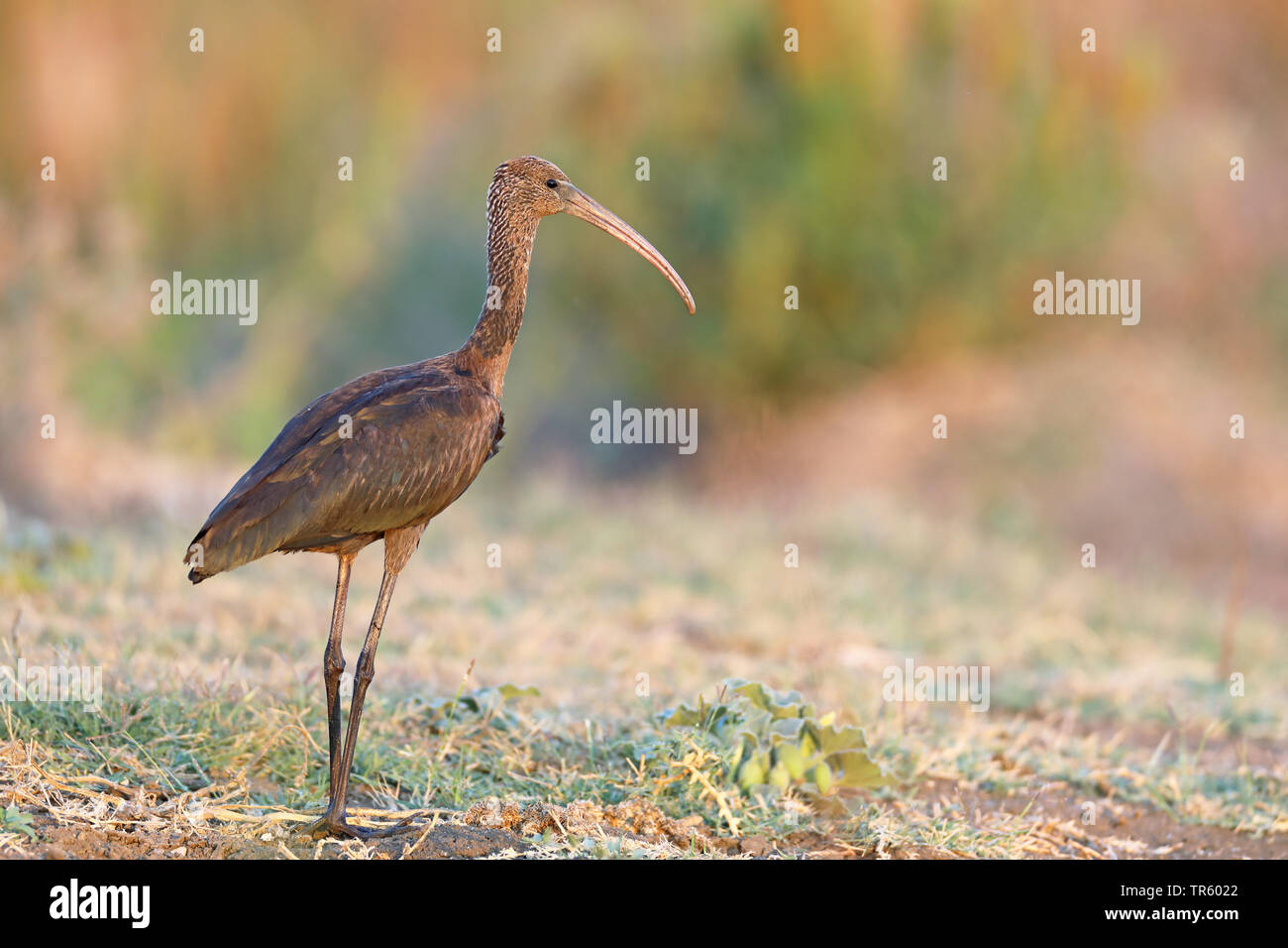 glossy ibis (Plegadis falcinellus), in eclipse plumage, standing beside a rice field, Spain, Andalusia, La Janda Stock Photo