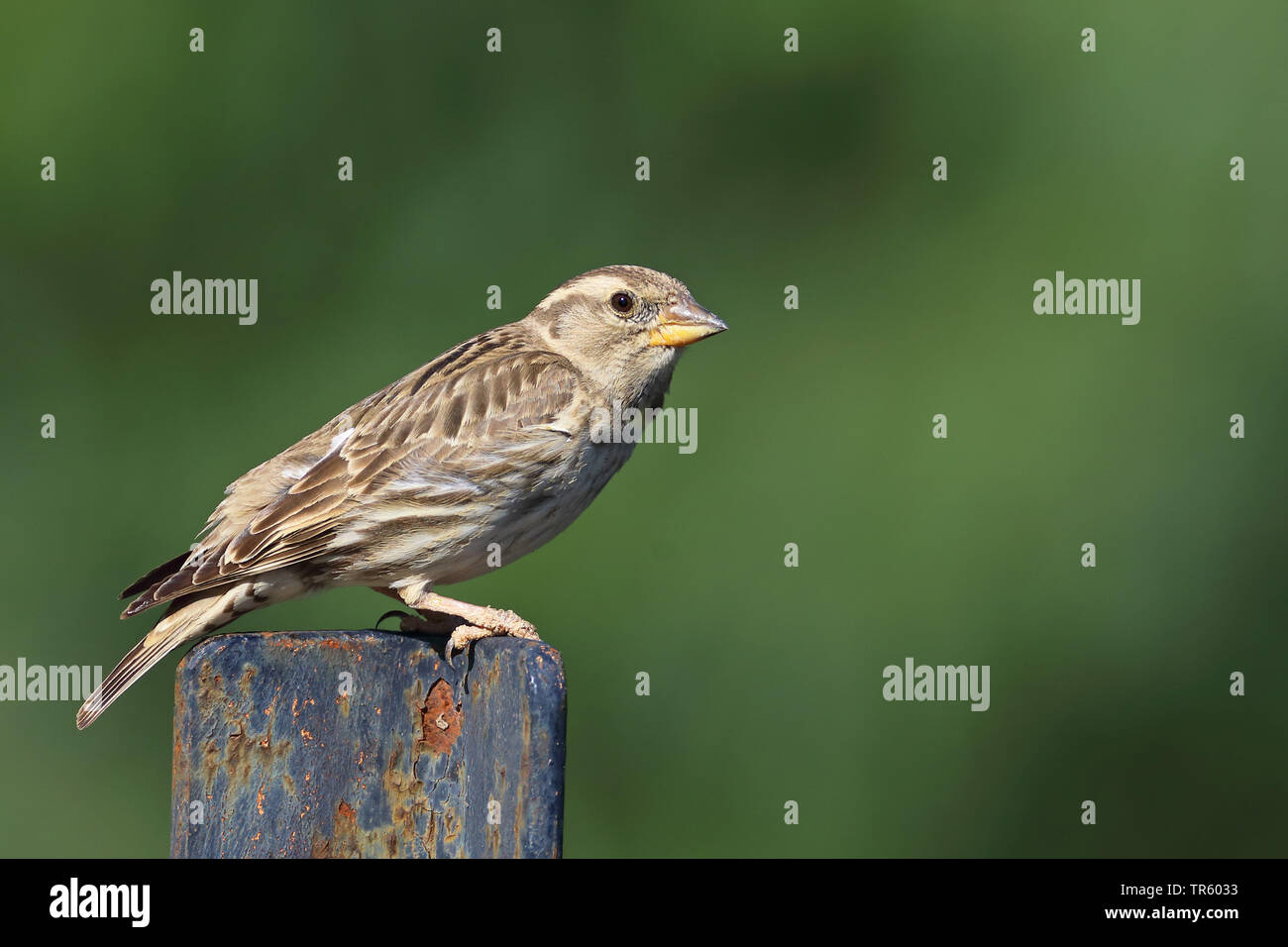 rock sparrow (Passer petronia, Petronia petronia), sitting on a rusty post, side view, Spain, Pozan de Vero Stock Photo