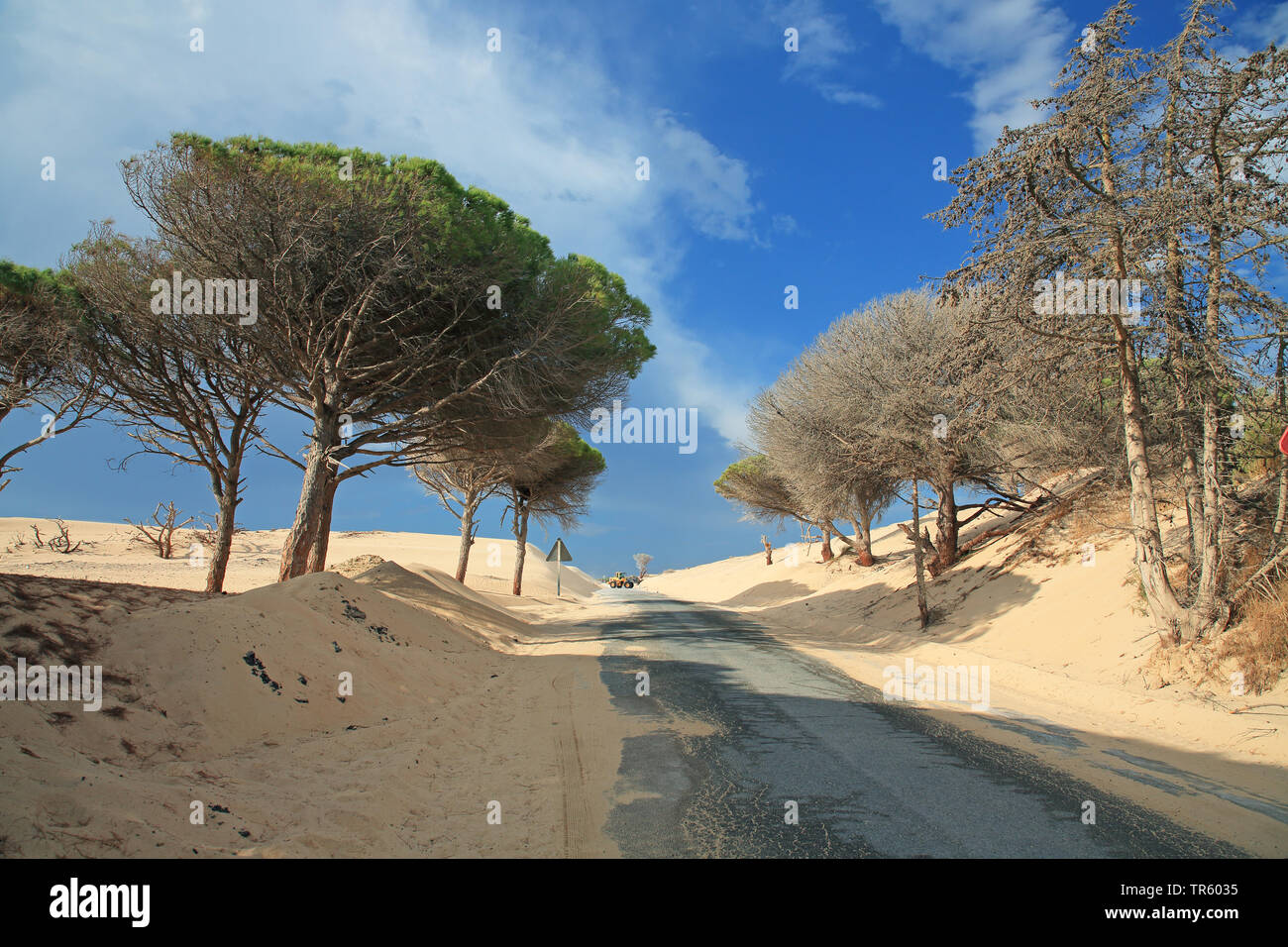 Stone pine, Italian Stone pine, Umbrella Pine (Pinus pinea), road between two shifting sand dunes keeping clear by an excavator, Spain, Andalusia, Bolonia Stock Photo