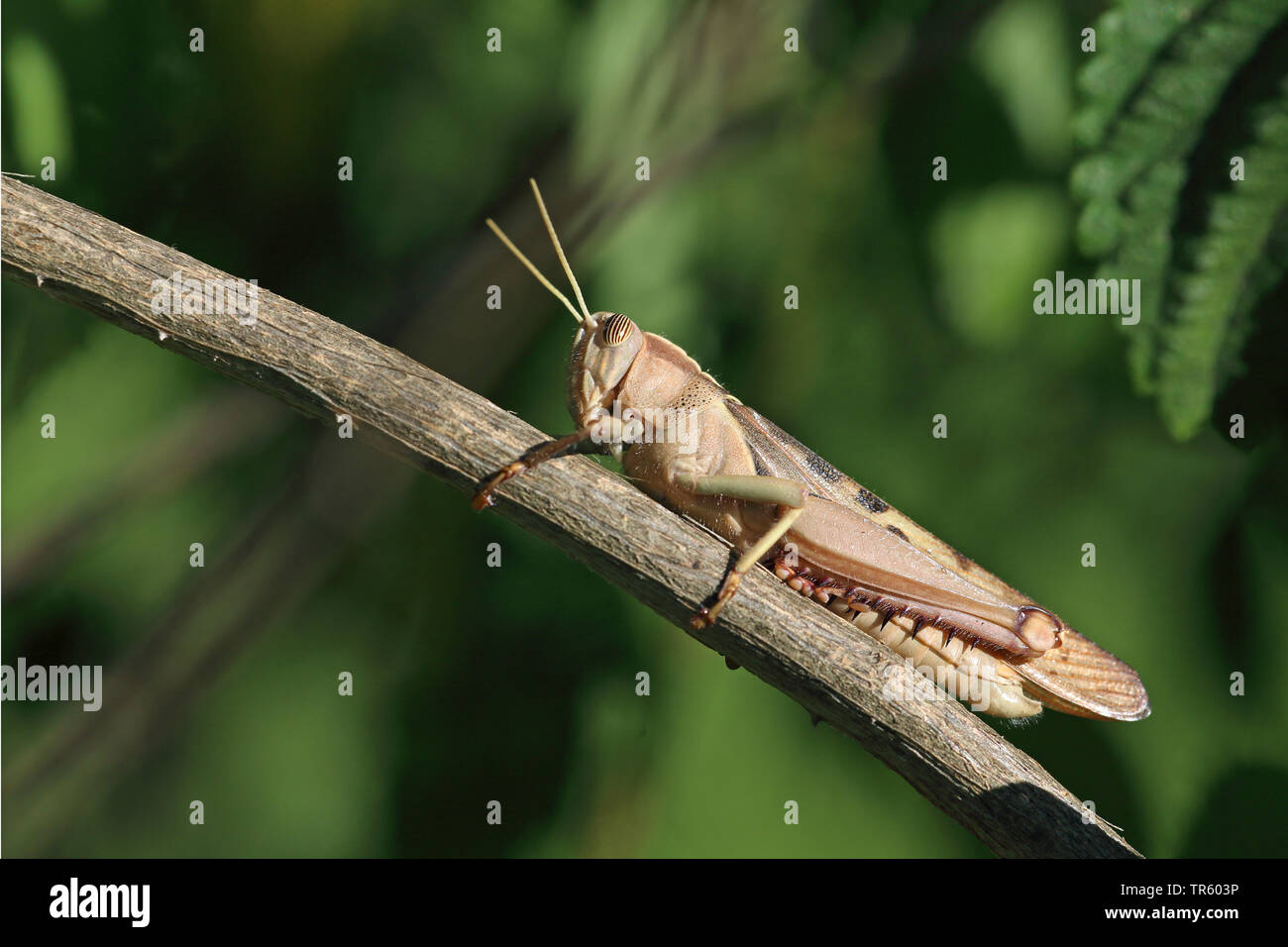 desert locust (Schistocerca gregaria), sitting on a branch, Spain, Andalusia Stock Photo